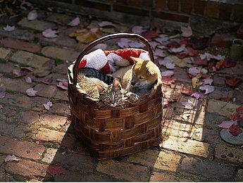 销量还是很好 PS5光驱已在亚马逊等平台售罄